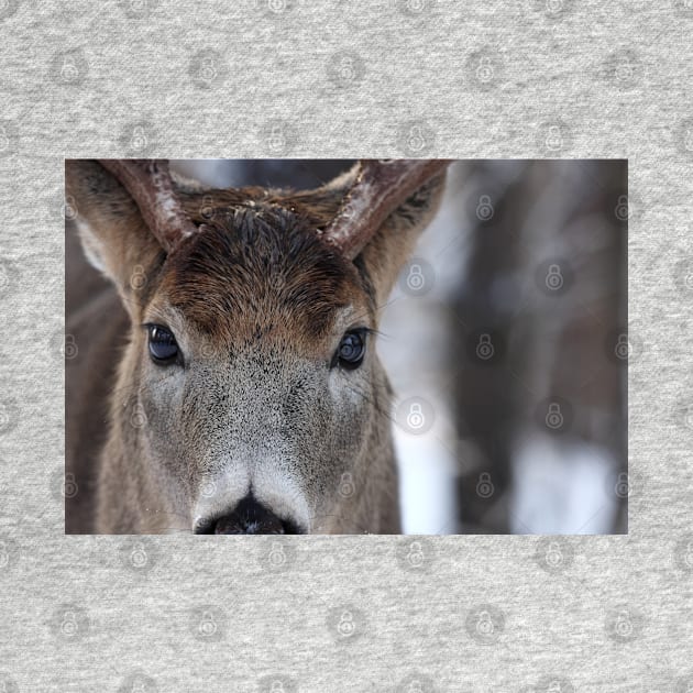 White-tailed Deer Buck up close and personal by Jim Cumming